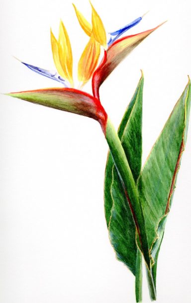 Bird of Paradise Flower